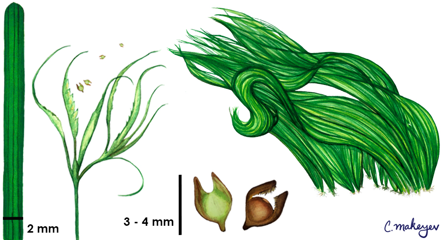 Surfgrass — scientific illustration for CDFW