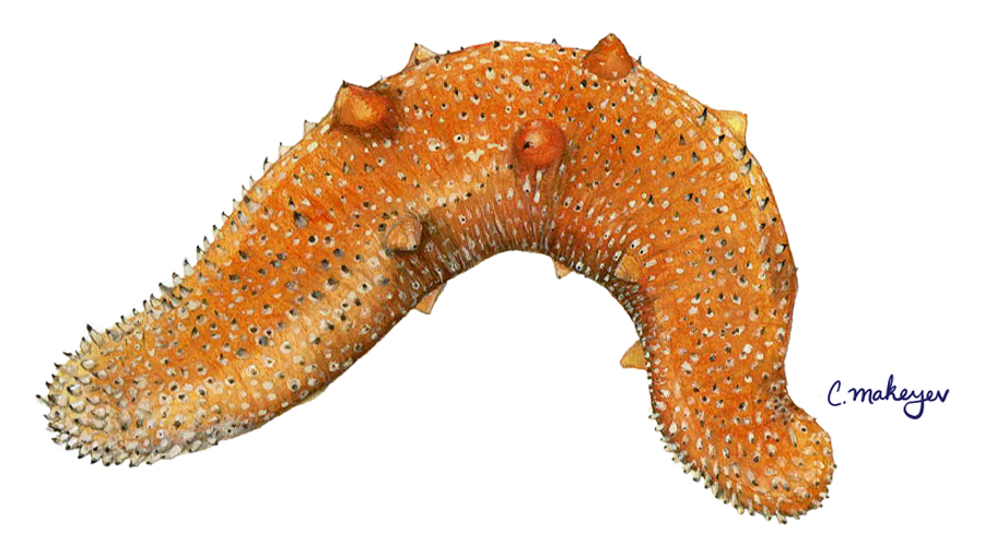 Warty Sea Cucumber — scientific illustration for CDFW