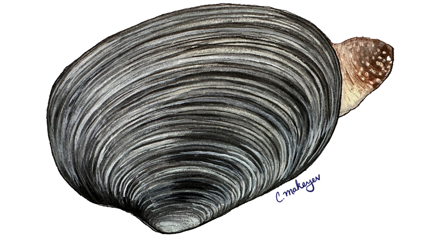 Washington Clam and Butter Clam — scientific illustration for CDFW