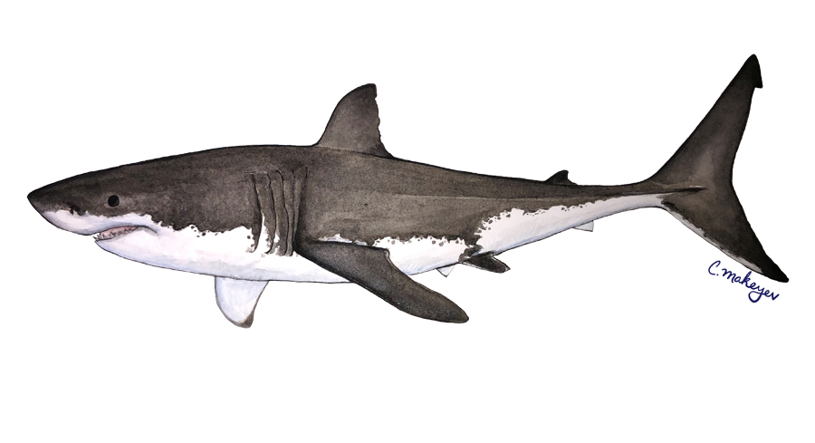 White Shark — scientific illustration for CDFW