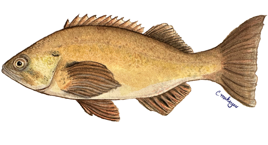 Widow Rockfish — scientific illustration for CDFW